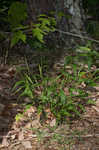 Variable panicgrass